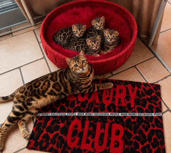 Gratis Bengaalse kittens ter adoptie. Alleen voor geïnteresseerden die van dieren houden.