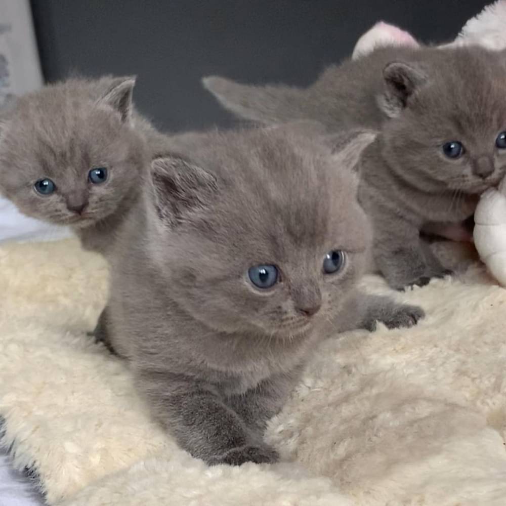Russisch Blauw-kittens