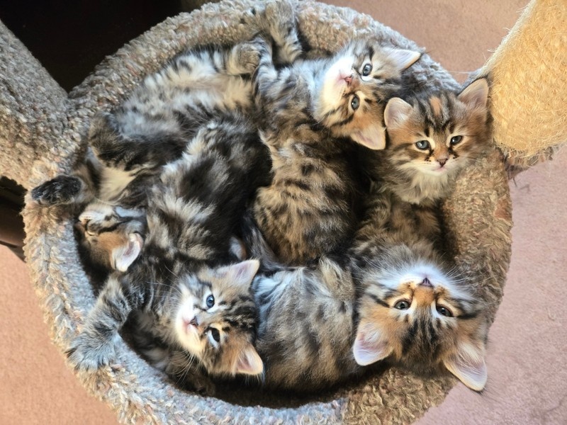 Gratis Maine Coon kittens ter adoptie. Alleen voor geïnteresseerden die van dieren houden.