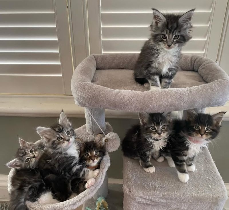 Gratis Maine Coon kittens ter adoptie. Alleen voor geïnteresseerden die van dieren houden.