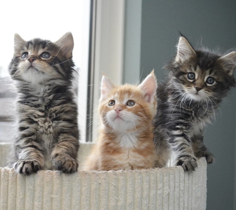 Gratis Maine Coon kittens ter adoptie. Alleen voor geïnteresseerden die van dieren houden.