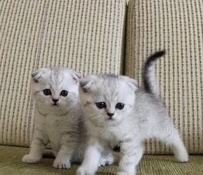 Raszuivere Munchkin kittens