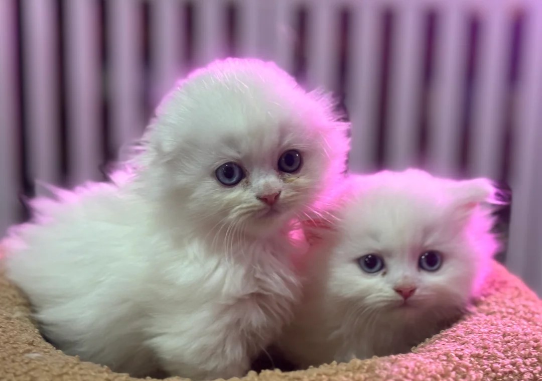 Raszuivere Munchkin kittens