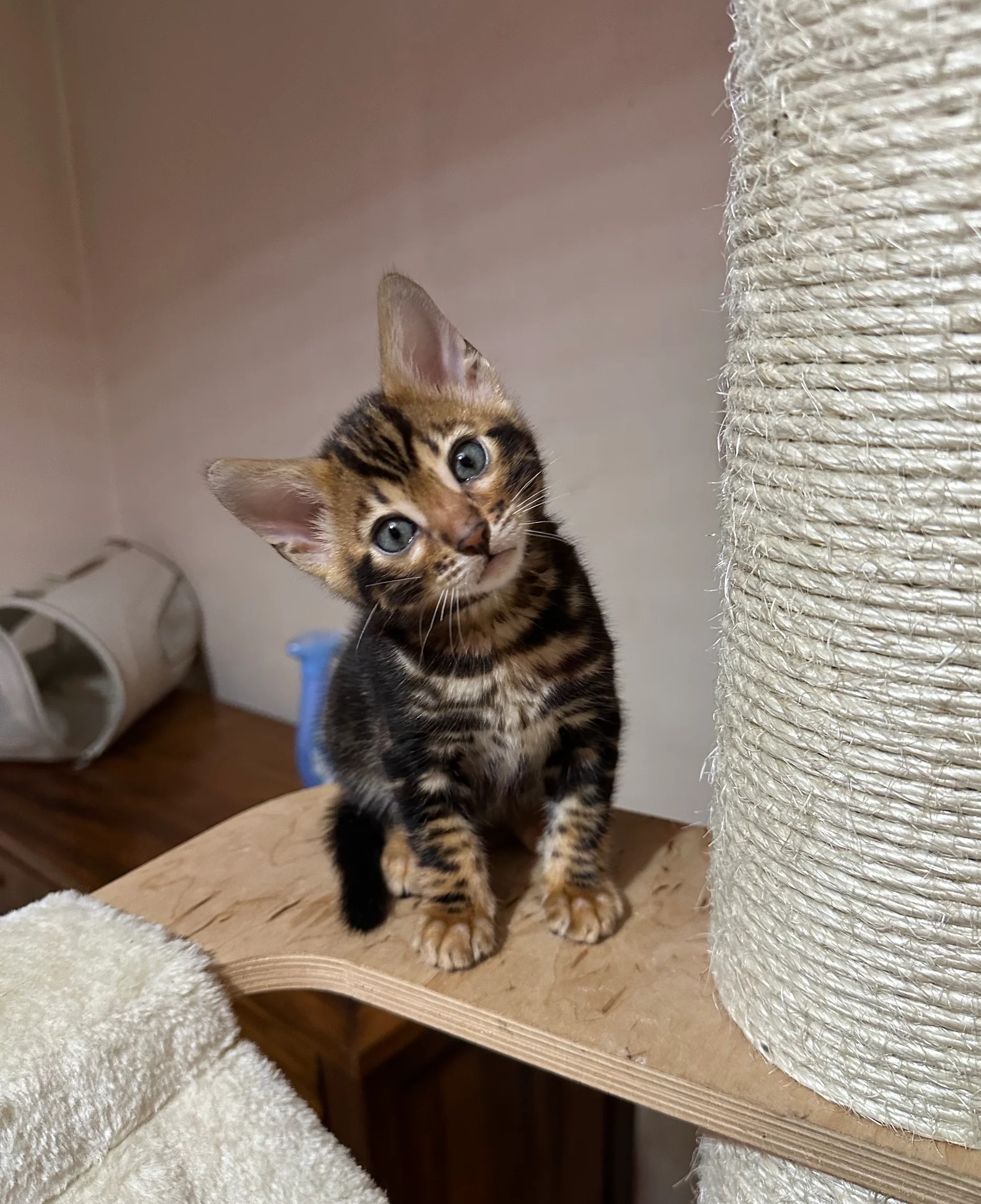 Bengaalse kittens