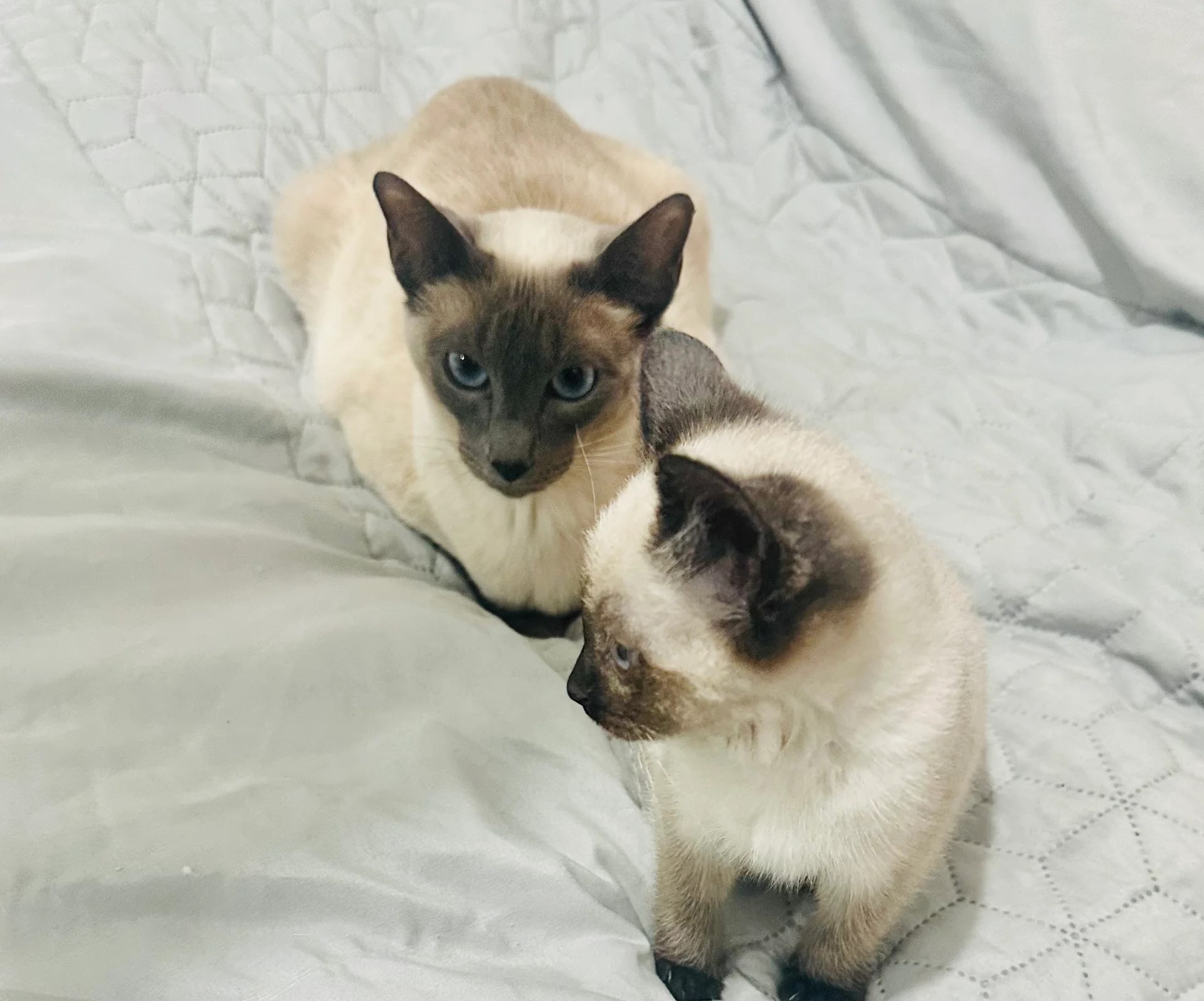 Siamese kittens