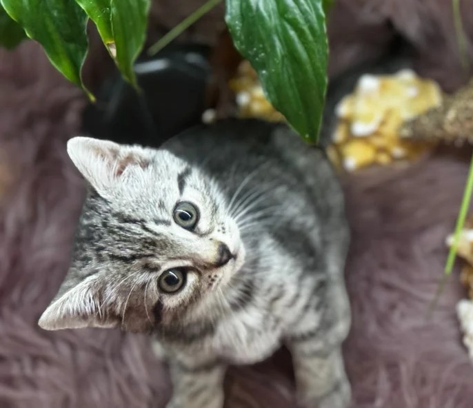 Egyptische Mau-kittens te koop