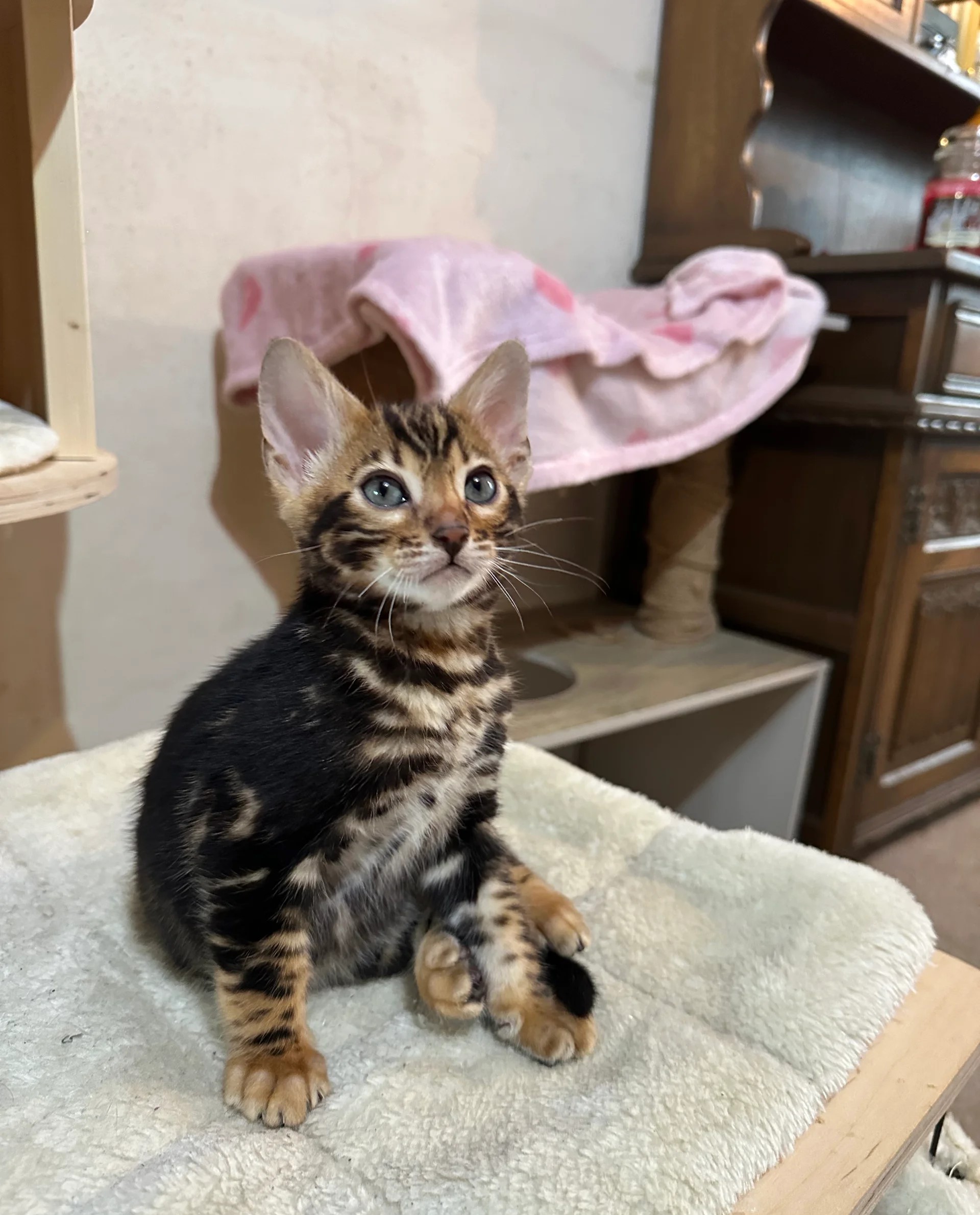 Bengaalse kittens