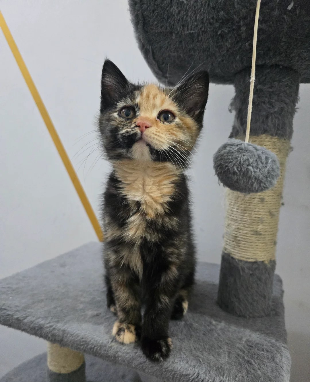Himalaya kittens te koop