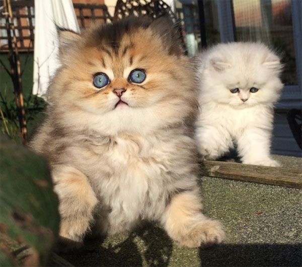 Perzische kittens gratis ter adoptie