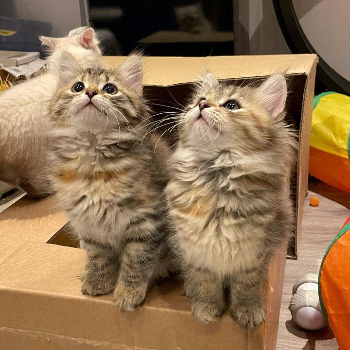 Gratis Siberische kittens ter adoptie. Alleen voor geïnteresseerden die van dieren houden.