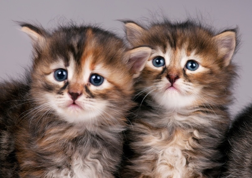 Siberische kittens