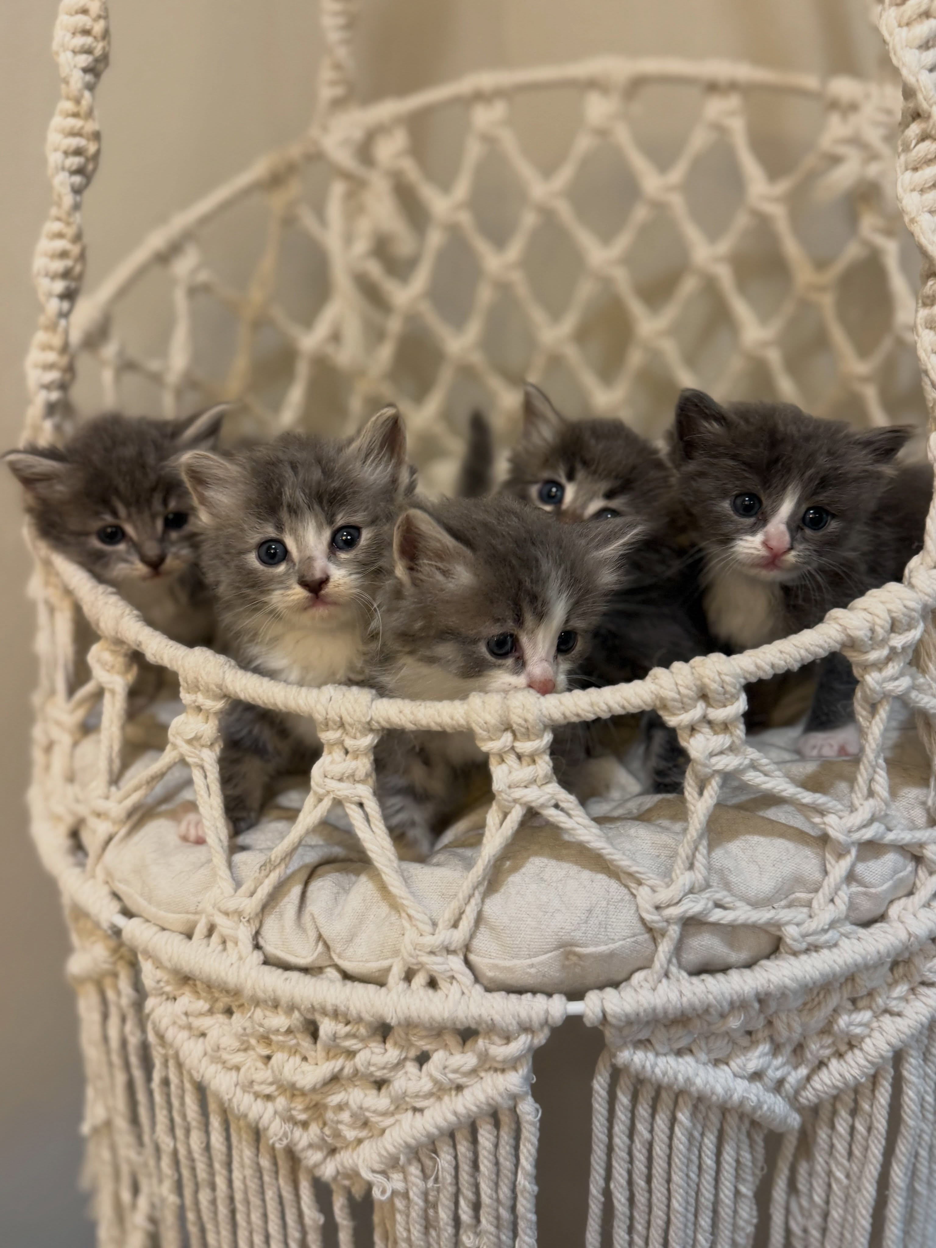 Gratis Maine Coon kittens ter adoptie. Alleen voor geïnteresseerden die van dieren houden.