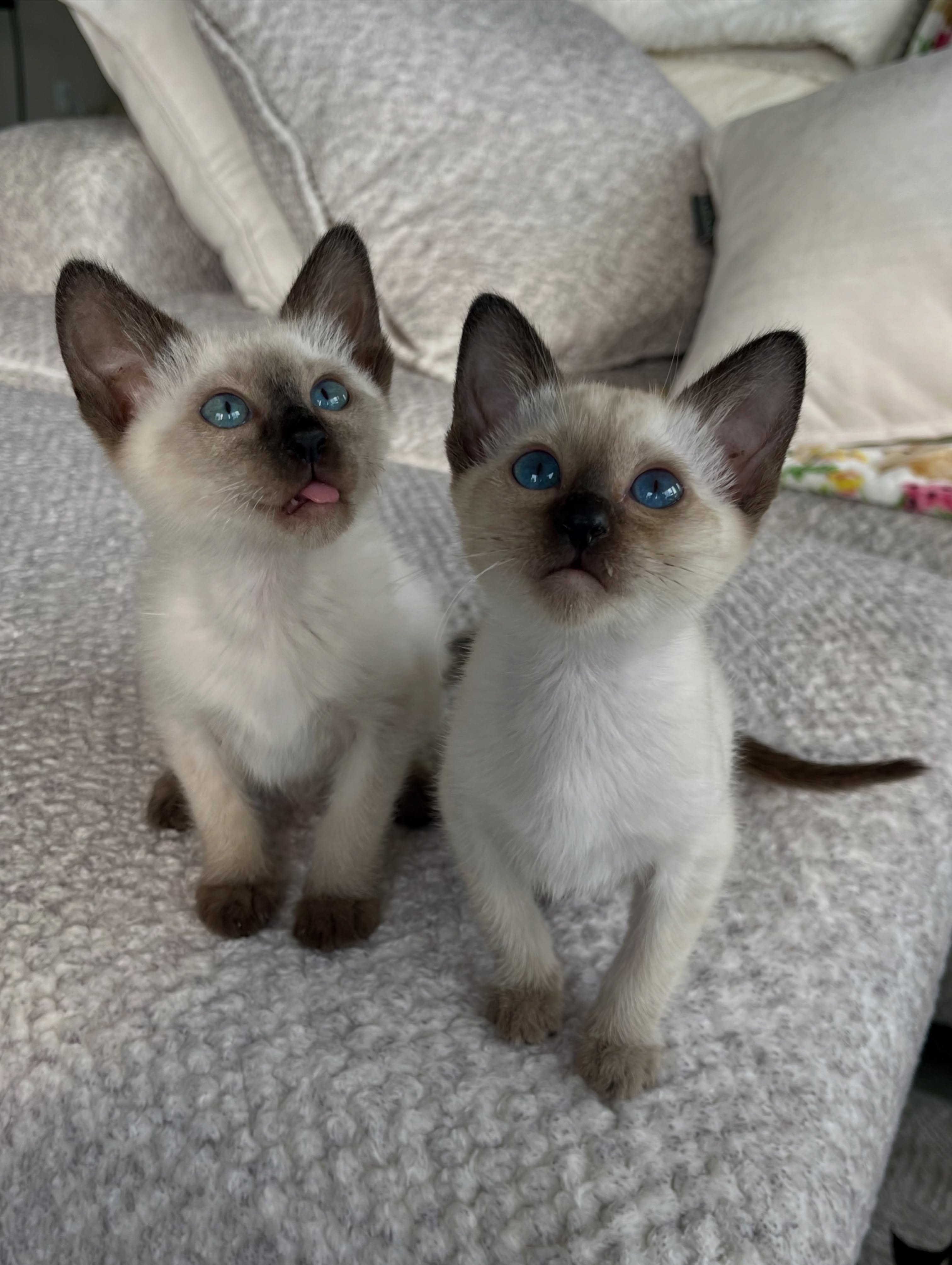 Siamese kittens