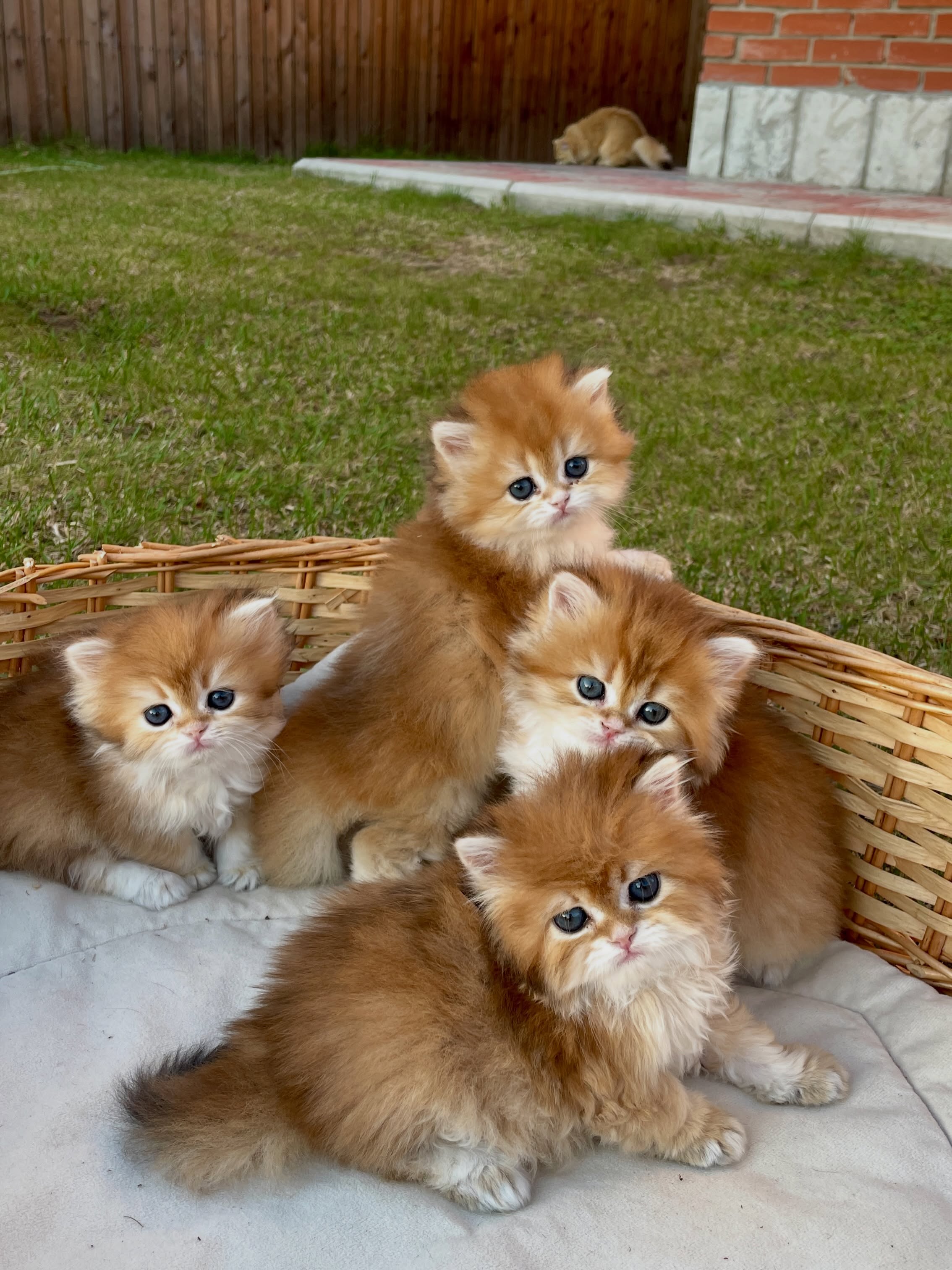 Perzische kittens van 12 weken oud te koop
