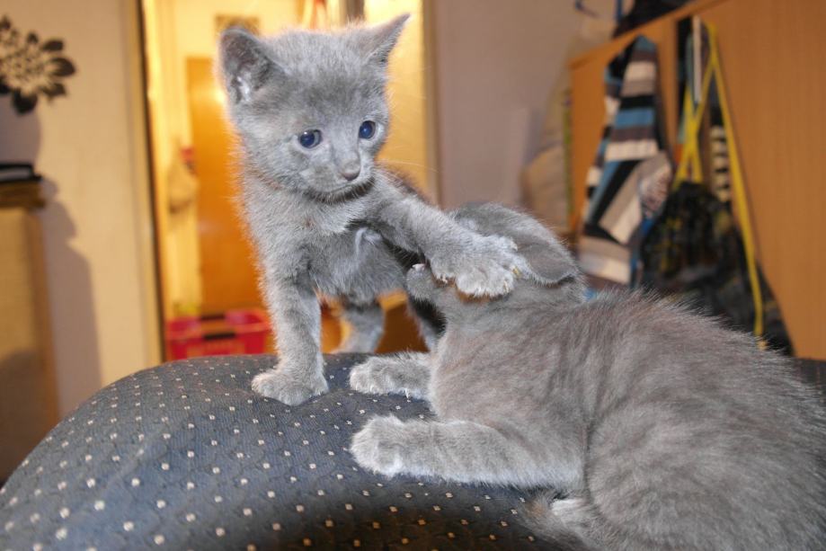Gratis Russisch-blauwe kittens ter adoptie. Alleen voor geïnteresseerde dierenliefhebbers.