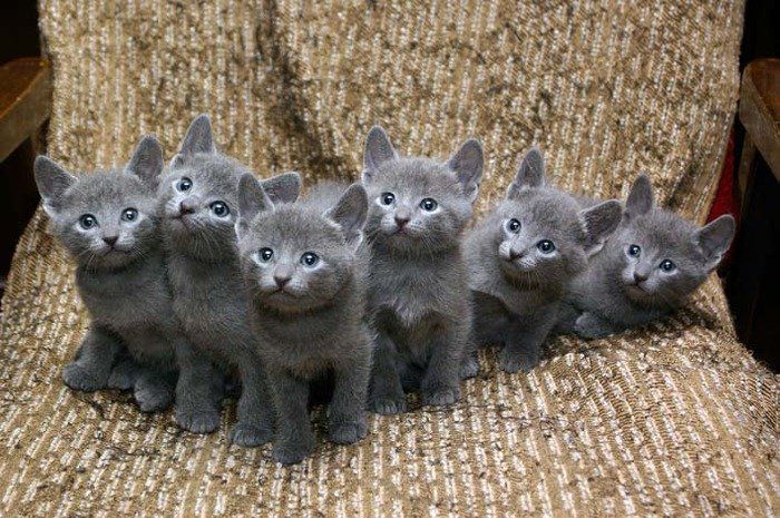 Gratis Russisch-blauwe kittens ter adoptie. Alleen voor geïnteresseerde dierenliefhebbers.