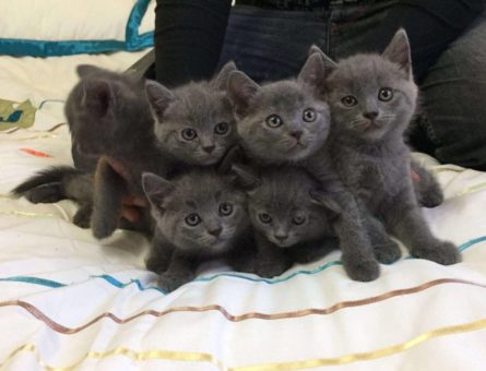 Gratis Russisch-blauwe kittens ter adoptie. Alleen voor geïnteresseerde dierenliefhebbers.