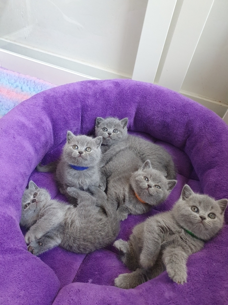 Gratis Britse korthaar kittens ter adoptie. Alleen voor geïnteresseerden die van dieren houden.