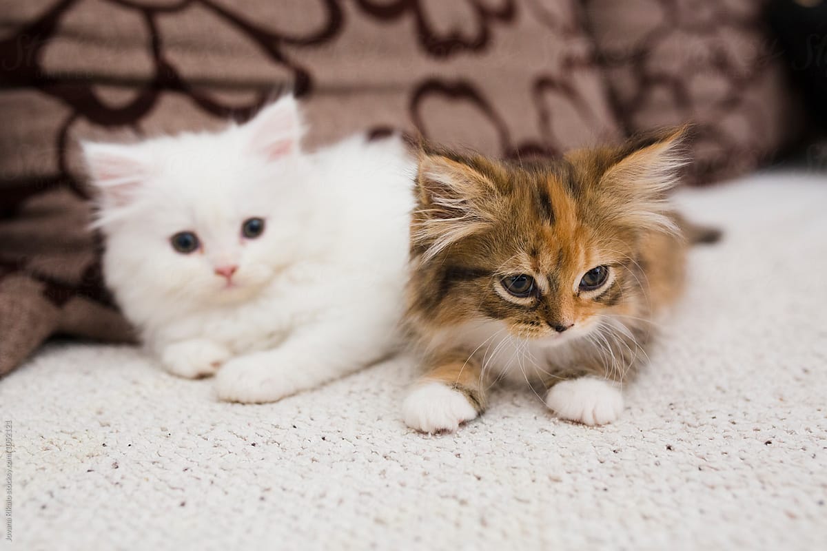 Perzische kittens van 12 weken oud te koop
