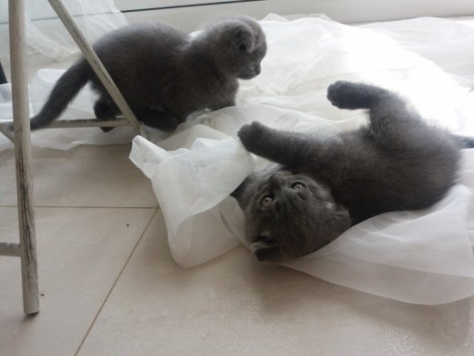 Gratis Britse korthaar kittens ter adoptie. Alleen voor geïnteresseerden die van dieren houden.