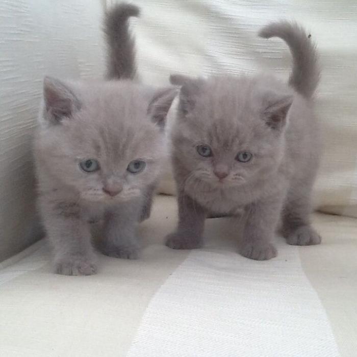 Gratis Britse korthaar kittens ter adoptie. Alleen voor geïnteresseerden die van dieren houden.