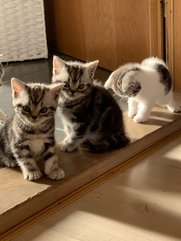 Gratis Britse korthaar kittens ter adoptie. Alleen voor geïnteresseerden die van dieren houden.