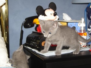 Gratis Russisch-blauwe kittens ter adoptie. Alleen voor geïnteresseerde dierenliefhebbers.