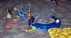 Gratis Russisch-blauwe kittens ter adoptie. Alleen voor geïnteresseerde dierenliefhebbers.