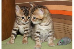 Gratis Bengaalse kittens ter adoptie. Alleen voor geïnteresseerden die van dieren houden.