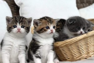 Gratis Maine Coon kittens ter adoptie. Alleen voor geïnteresseerden die van dieren houden.