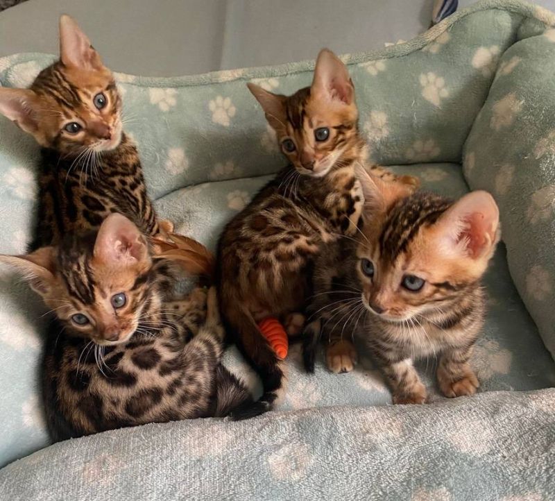 Gratis Bengaalse kittens ter adoptie. Alleen voor geïnteresseerden die van dieren houden.
