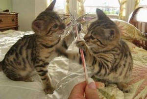 Gratis Bengaalse kittens ter adoptie. Alleen voor geïnteresseerden die van dieren houden.