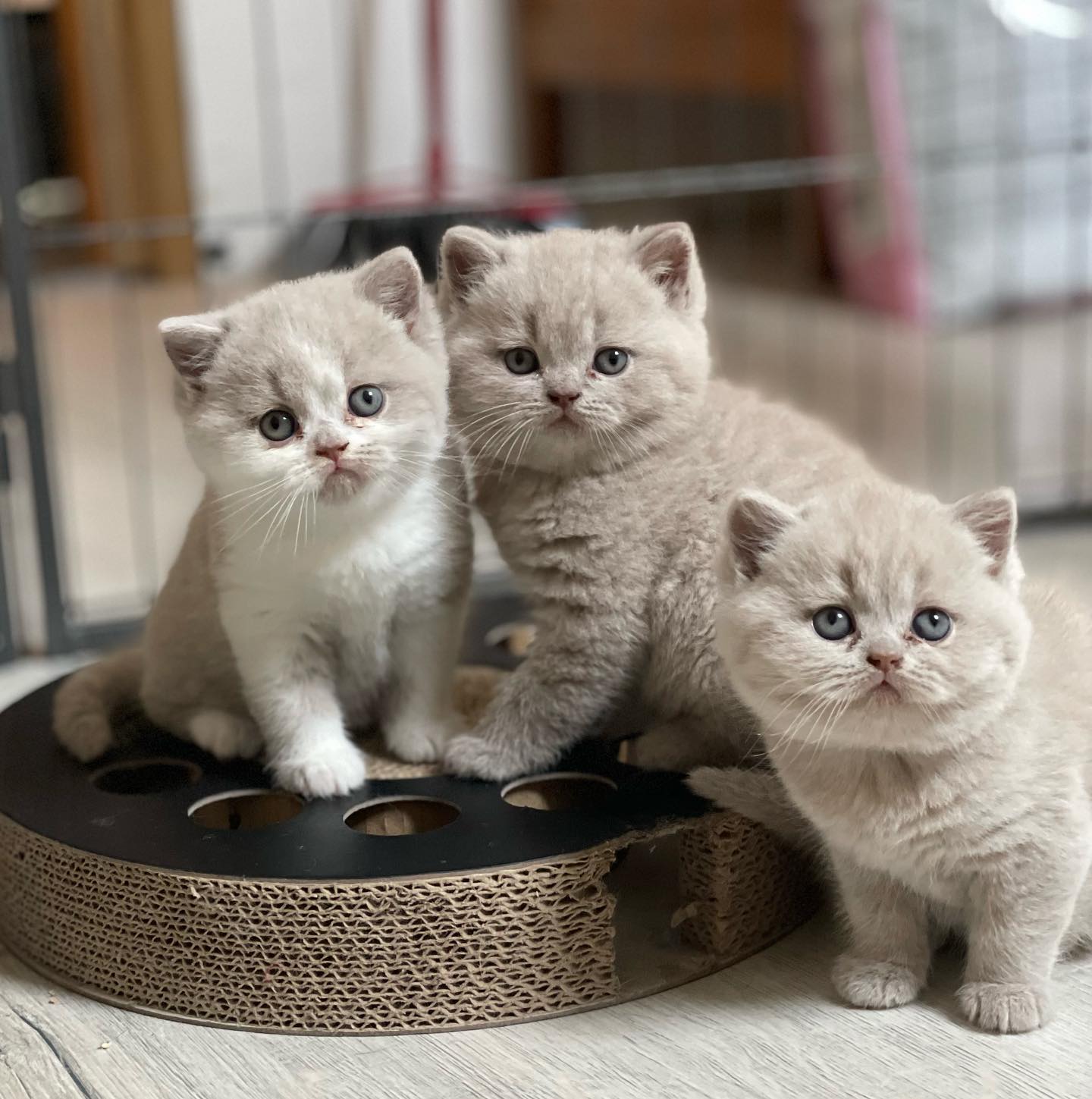 BHK Britse Korthaar Kittens