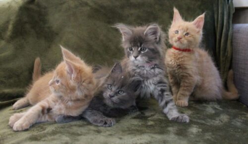 Gratis Maine Coon kittens ter adoptie. Alleen voor geïnteresseerden die van dieren houden.
