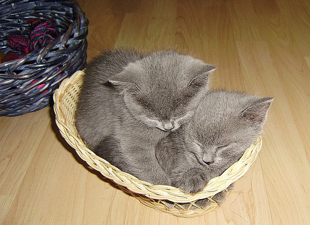 Gratis Britse korthaar kittens ter adoptie. Alleen voor geïnteresseerden die van dieren houden.