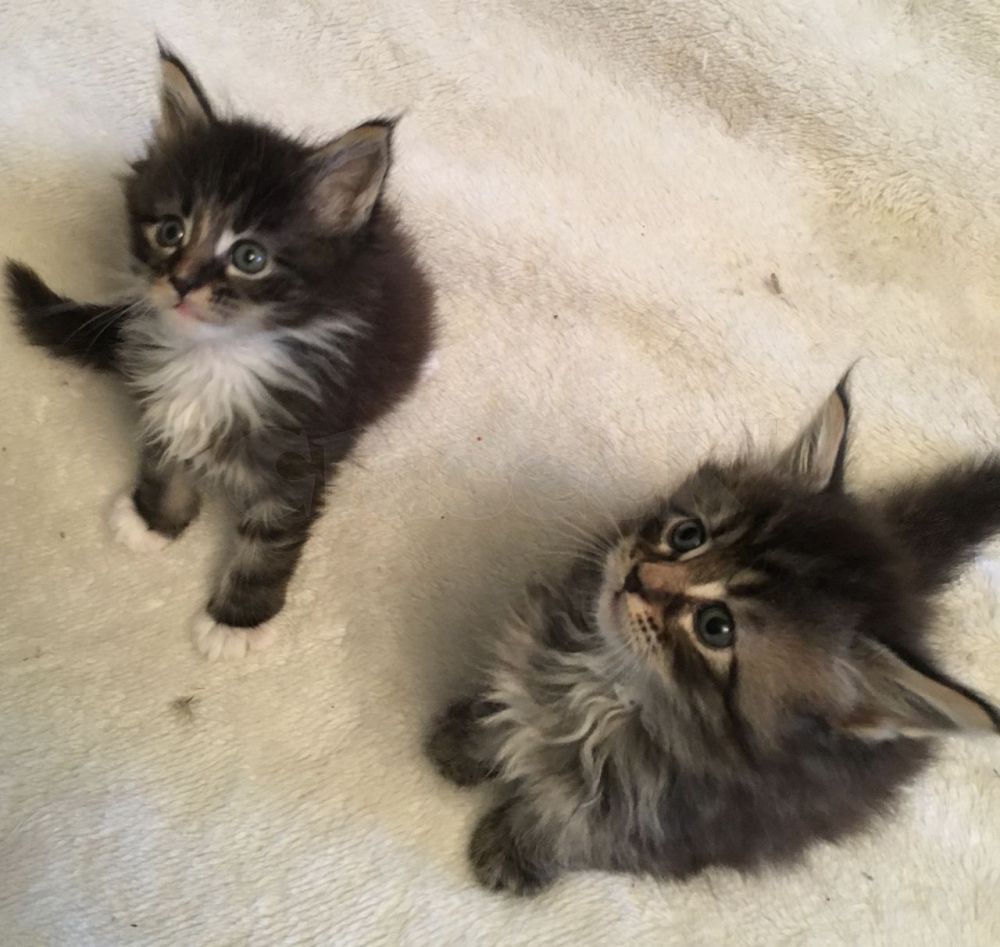 Gratis Maine Coon kittens ter adoptie. Alleen voor geïnteresseerden die van dieren houden.