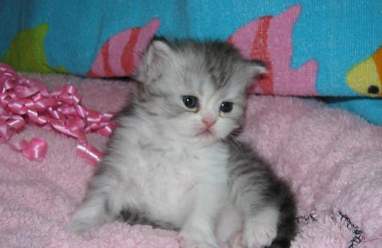 Gratis Perzische kittens ter adoptie. Alleen voor geïnteresseerde dierenliefhebbers.