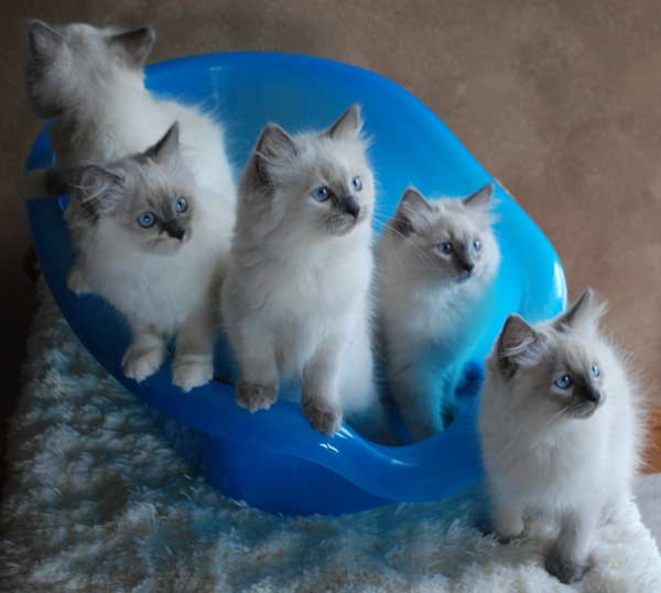 Gratis Birmaanse kittens ter adoptie. Alleen voor geïnteresseerden die van dieren houden.