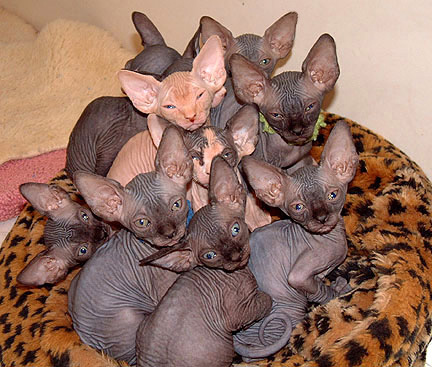 Gratis Sphynx-kittens ter adoptie. Alleen voor geïnteresseerde dierenliefhebbers.