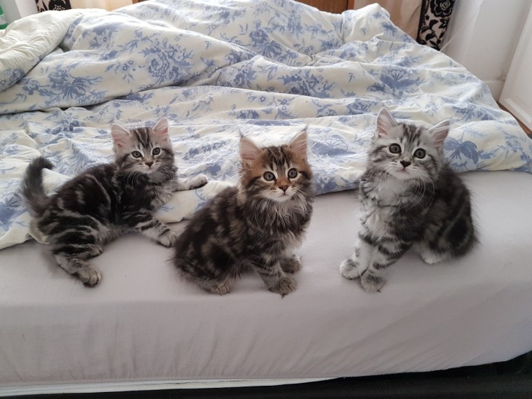 Gratis Maine Coon kittens ter adoptie. Alleen voor geïnteresseerden die van dieren houden.