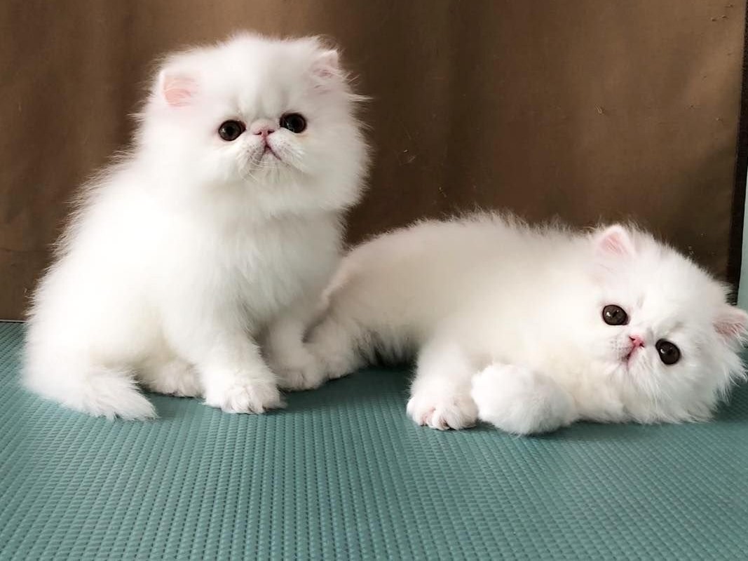 Gratis Perzische kittens ter adoptie. Alleen voor geïnteresseerde dierenliefhebbers.