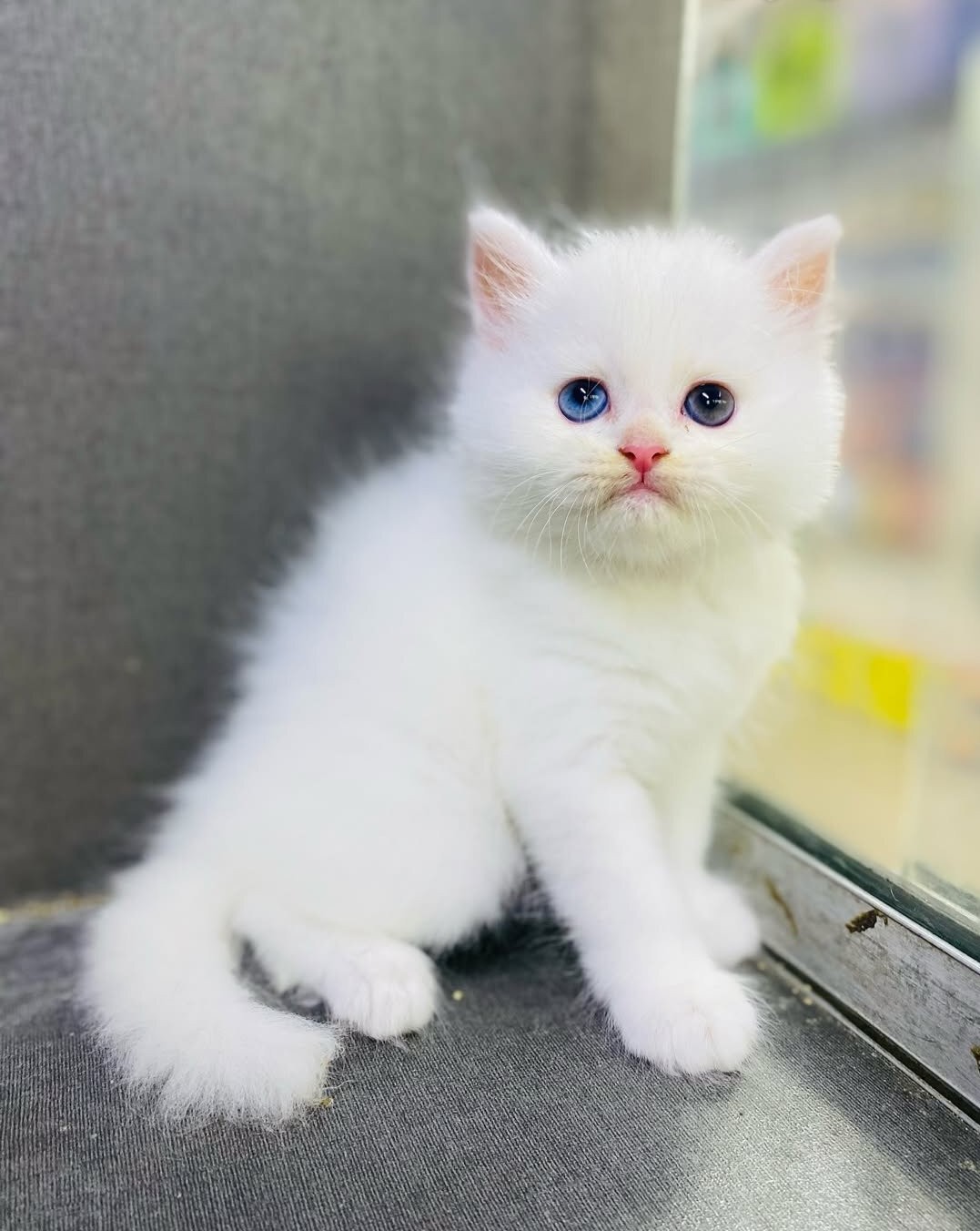 Gratis Birmaanse kittens ter adoptie. Alleen voor geïnteresseerden die van dieren houden.