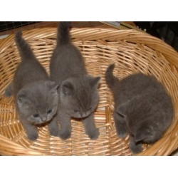 Gratis Britse korthaar kittens ter adoptie. Alleen voor geïnteresseerden die van dieren houden.