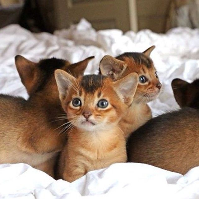 Abessijn-kittens klaar om te verhuizen
