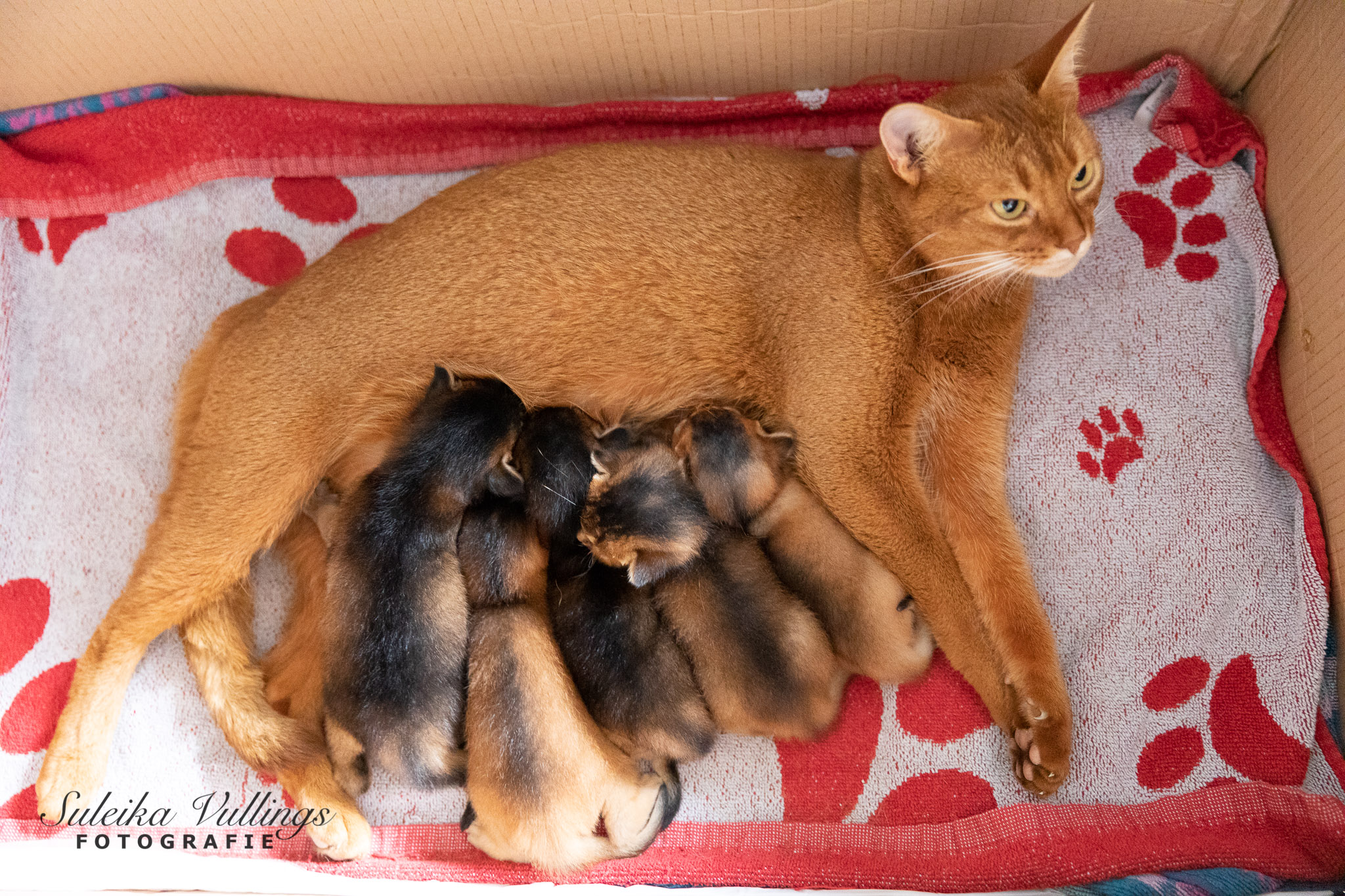 Abessijn-kittens klaar om te verhuizen