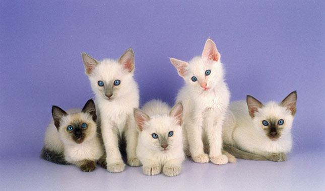 Gratis Birmaanse kittens ter adoptie. Alleen voor geïnteresseerden die van dieren houden.