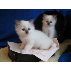 Gratis Ragdoll-kittens ter adoptie. Alleen voor geïnteresseerden die van dieren houden.