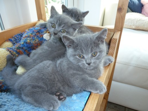 Gratis Britse korthaar kittens ter adoptie. Alleen voor geïnteresseerden die van dieren houden.