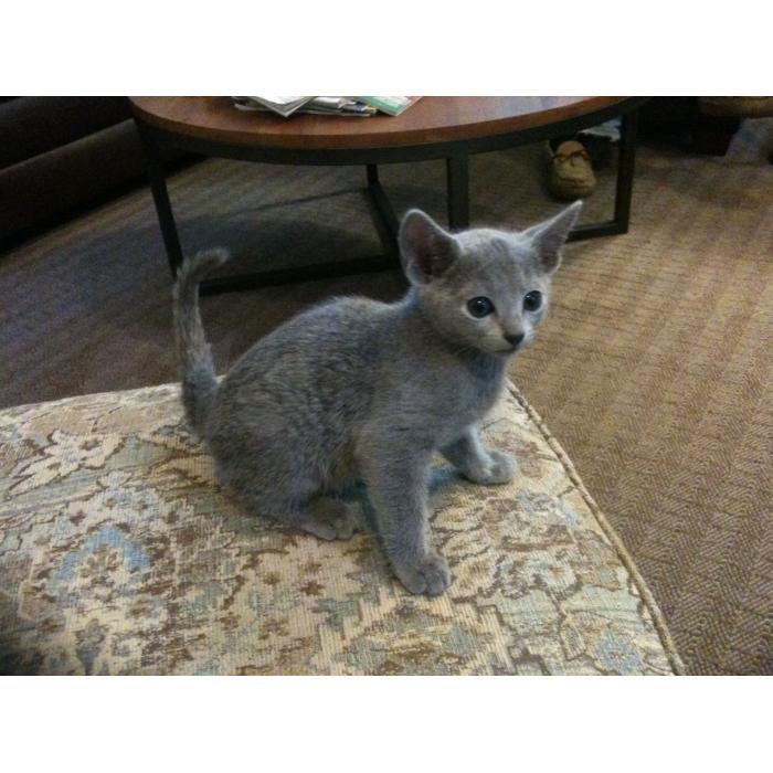 Gratis Russisch-blauwe kittens ter adoptie. Alleen voor geïnteresseerde dierenliefhebbers.