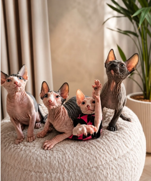 Gratis Sphynx-kittens ter adoptie. Alleen voor geïnteresseerde dierenliefhebbers.